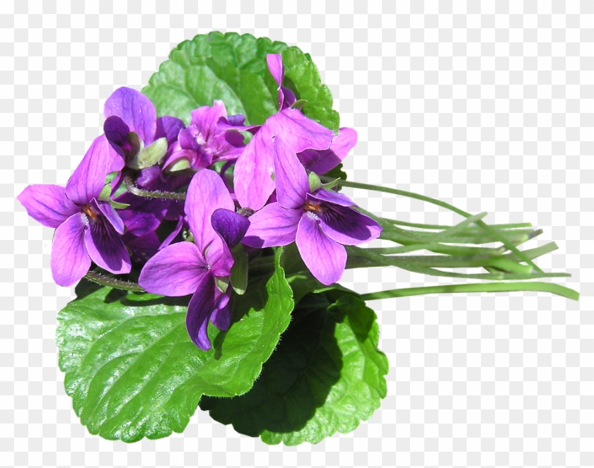 Pink Violets Perfumed - Blue Violet Clipart #3572529