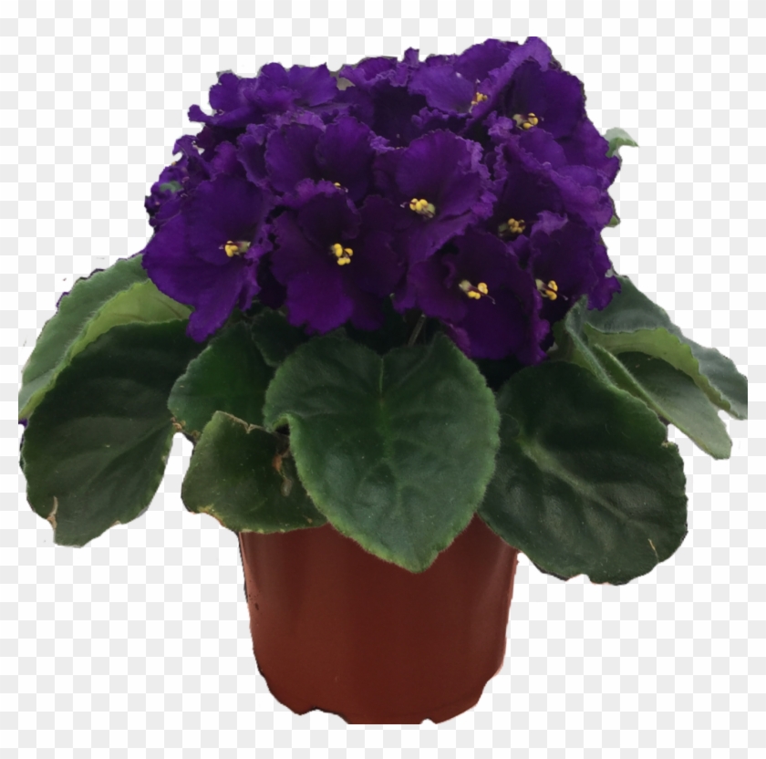 African Violet African Violets Clipart (3572984) PikPng