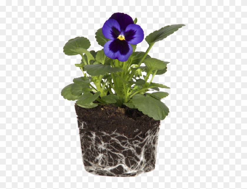 Violet - Pansy Clipart #3573146