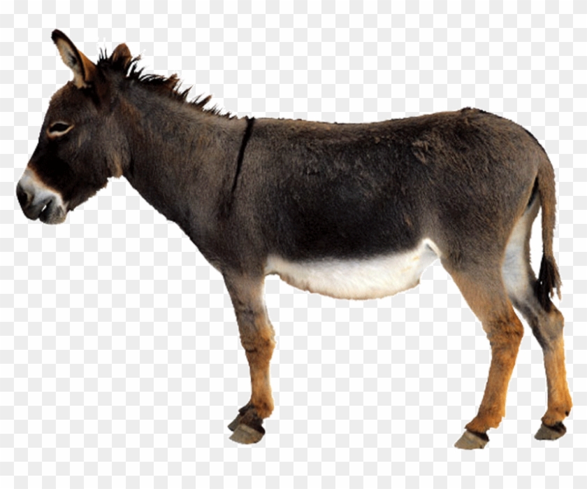 Donkey - Burro Png Clipart #3574144