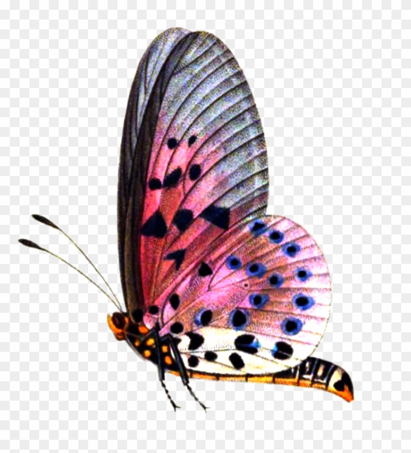 Seo Keywords, Butterflies Flying, Insects, Bee, Wings, - Butterfly Png Clipart