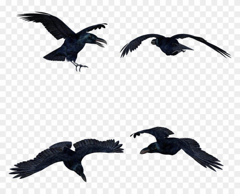 Black Crows Hi-res - Flock Clipart