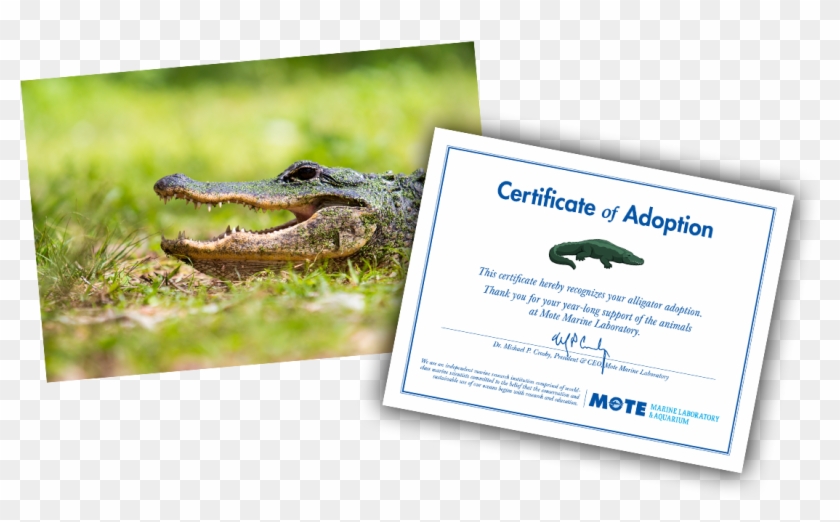 Items Included In E-pal Package - American Alligator Clipart