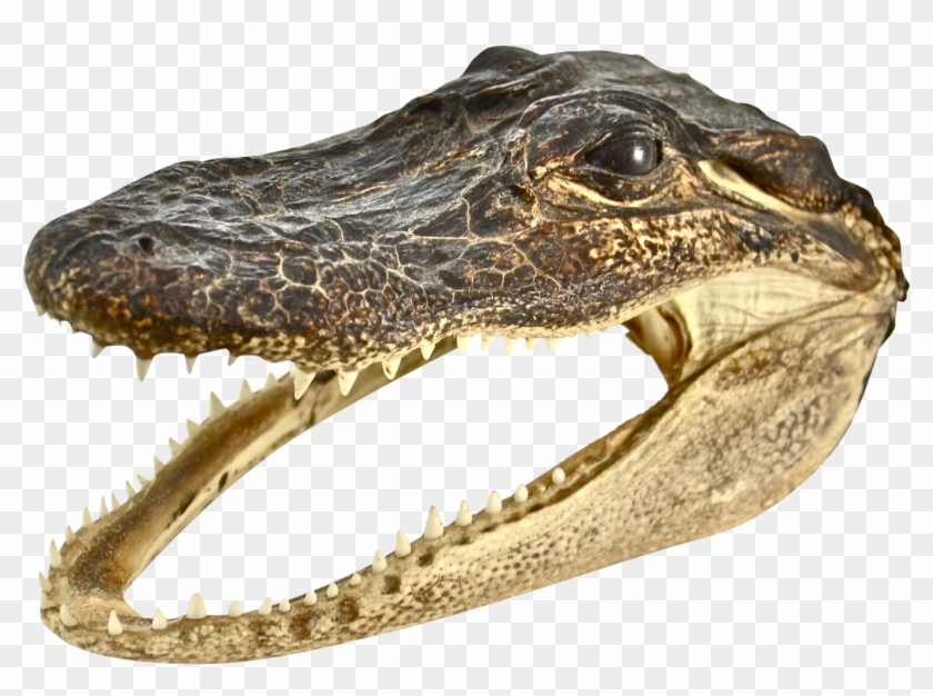 Alligator Head Png - American Crocodile Clipart #3576189