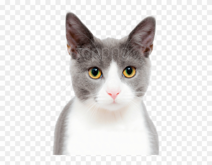Free Png Download Cat Cute Png Images Background Png - Stock Photo Of Cat Clipart