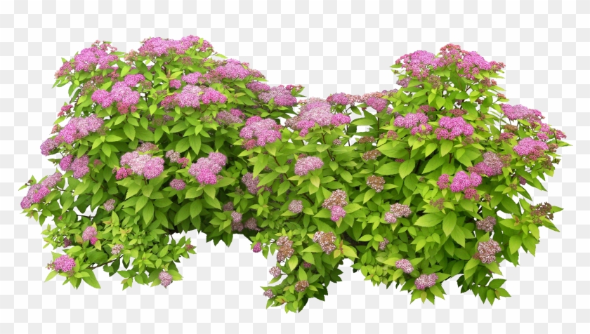 Green Bush Png - Transparent Background Flower Bush Png Clipart #3577466