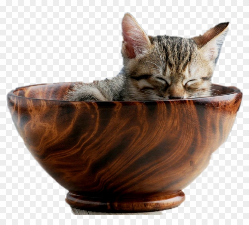 Kitty Cat Kitten Bowl Feline Sticker Transparent Background - Kitten In A Bowl Clipart