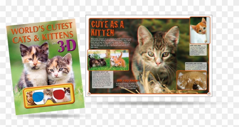 Domestic Short-haired Cat Clipart