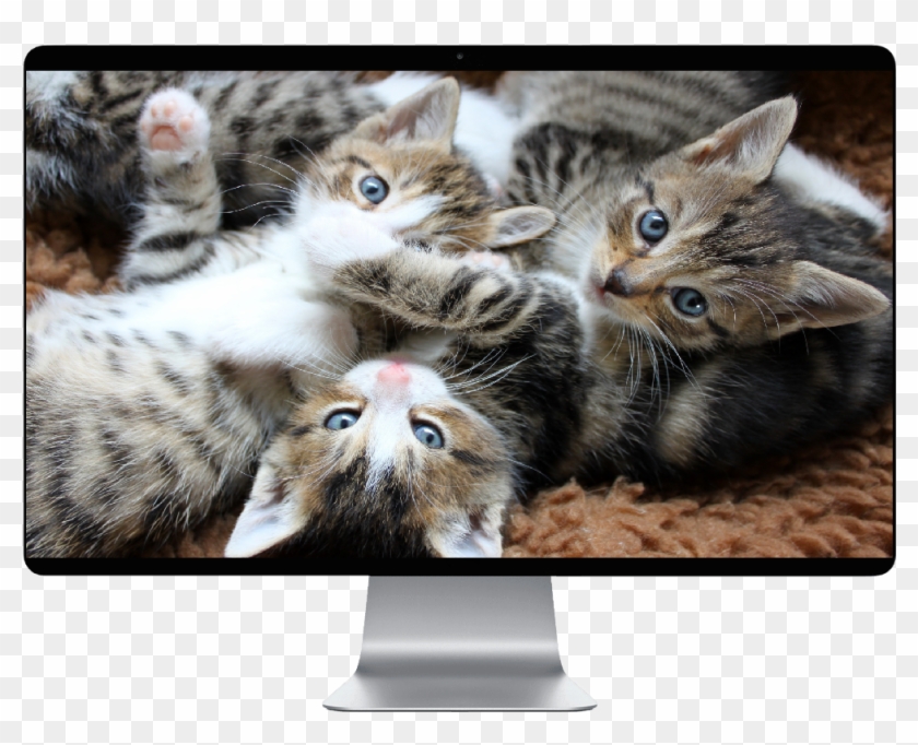 Score 50% - H Clipart