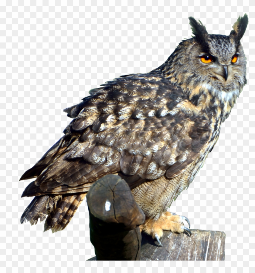 Owl Png Clipart #3578489