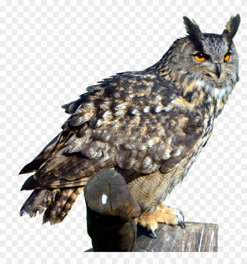 Owl Png Clipart