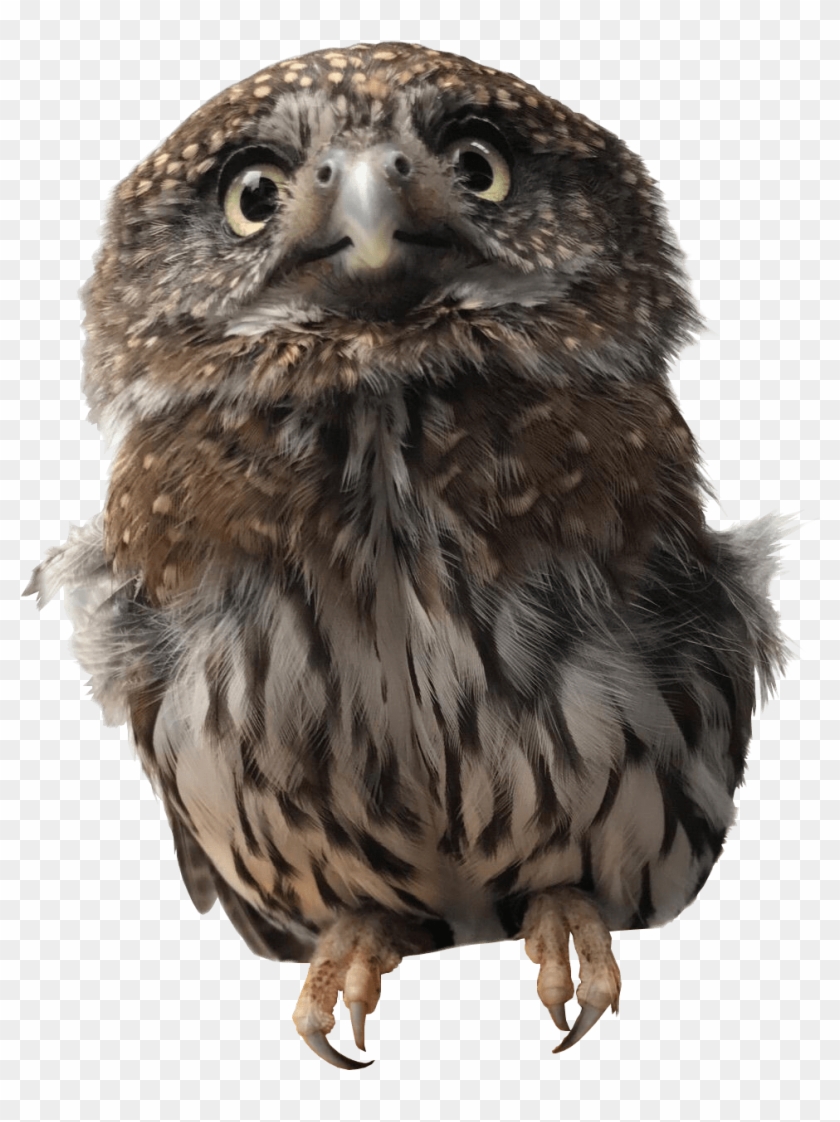 Pygmy Owl - Alaska Raptor Center Clipart #3578521