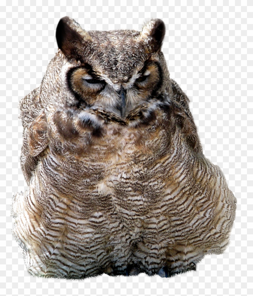 Great Horned Owl Clipart