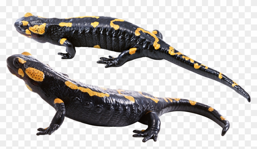 Lizard Png - Transparent Background Salamander Png Clipart