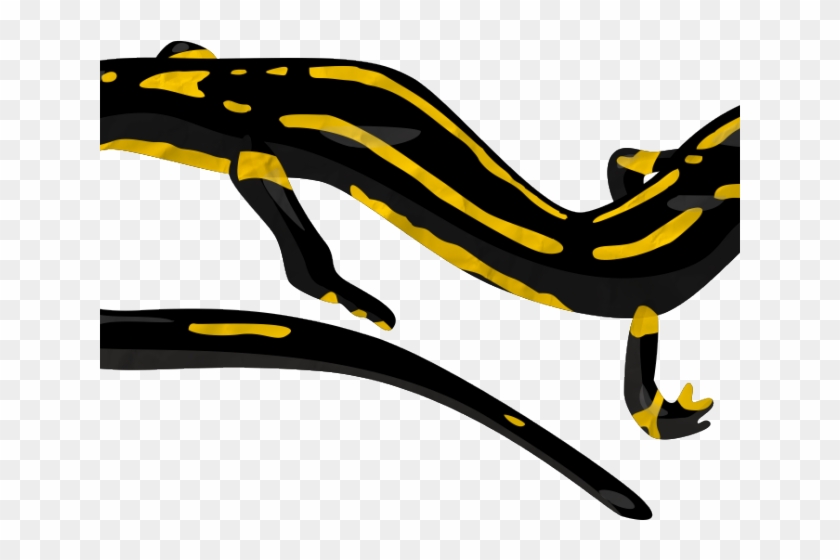 Newt Clipart Transparent - Transparency - Png Download
