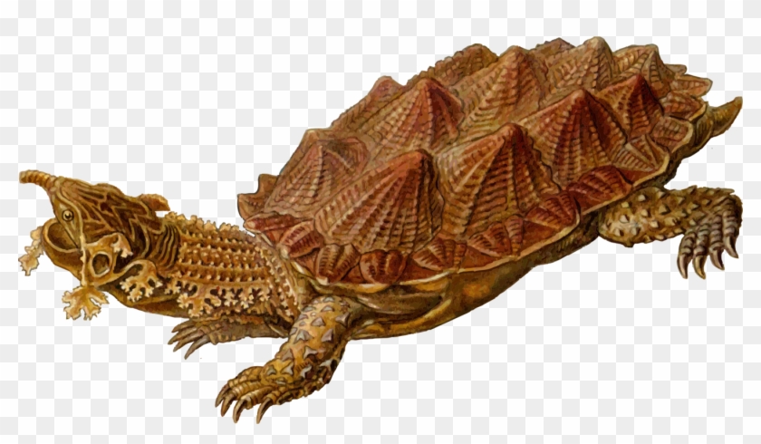 Common Snapping Turtle Reptile Mata Mata Archelon - Prehistoric Turtle Clipart #3583902