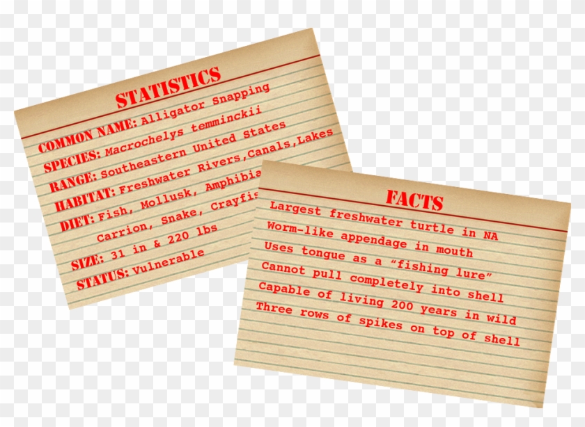 Alligator Snapping Turtle Stats And Facts - American Crocodile Facts Clipart #3584030