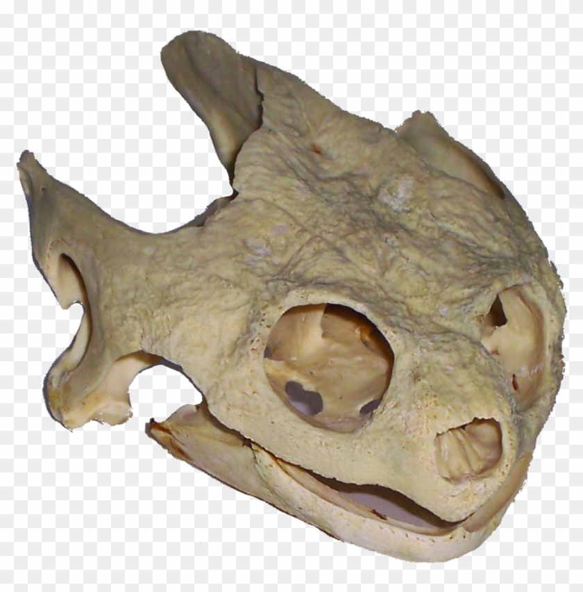 Loading Zoom - Skull Clipart