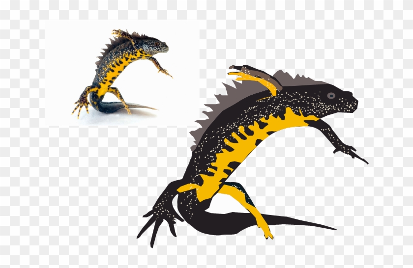 Spotted Salamander Clipart