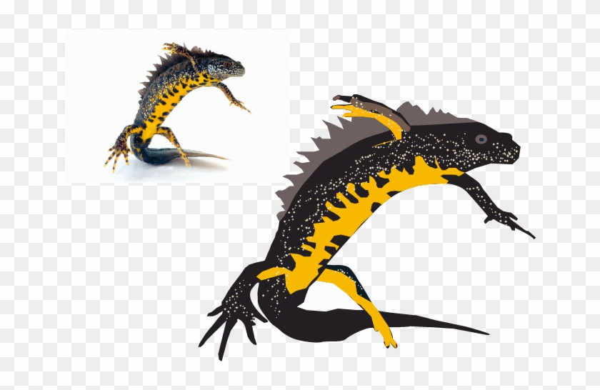Spotted Salamander Clipart #3584381