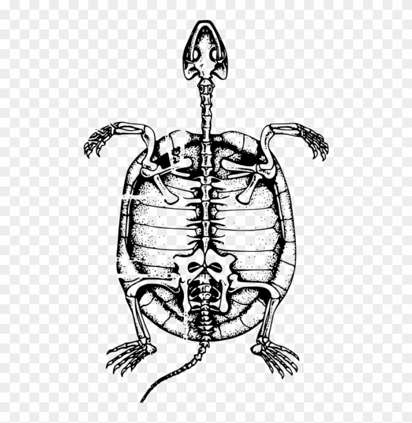 Esqueleto De Tortuga Marina - Turtle Skeleton Clipart #3584451
