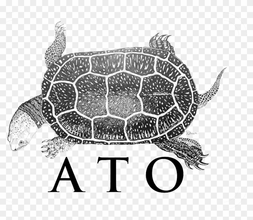 American Turtle Observatory - Common Snapping Turtle Clipart