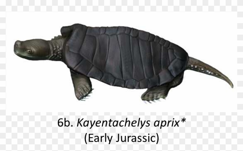 Names In Red Indicate That The Fossil Is Younger Than - Desert Tortoise Clipart