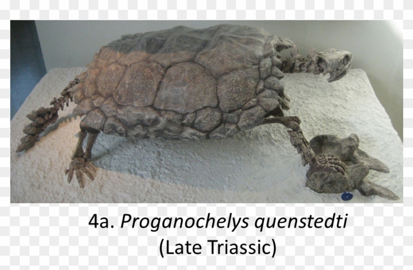 Names In Red Indicate That The Fossil Is Younger Than - Proganochelys Quenstedti Clipart #3584976