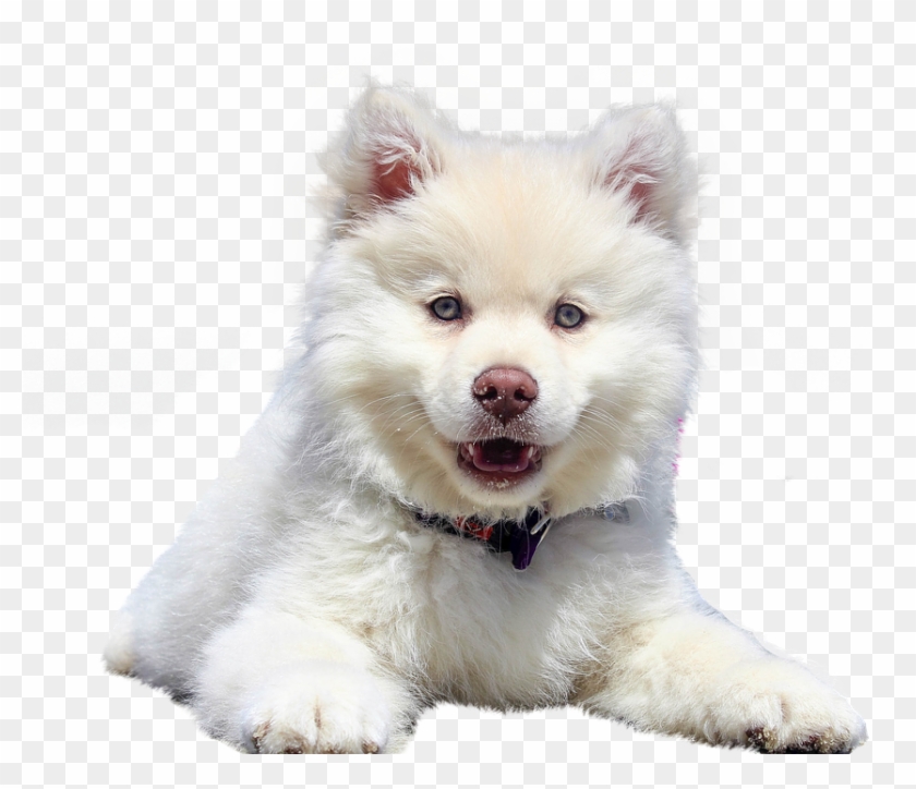 Dog, Isolated, Animal, White, Purebred Dog, Pet, Dear - De Filhote De Cahorro Branco Clipart #3585130