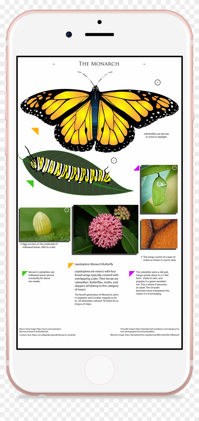 2017, Illustrator, Indesign - Monarch Butterfly Clipart