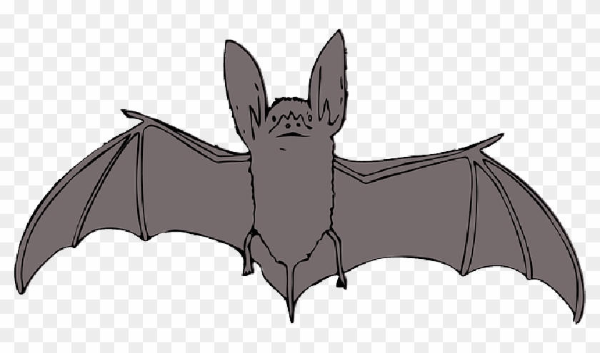 Animals, Bat, Cartoon, Bird, Cute, Night, Animal - Bat Clipart - Png Download #3585398