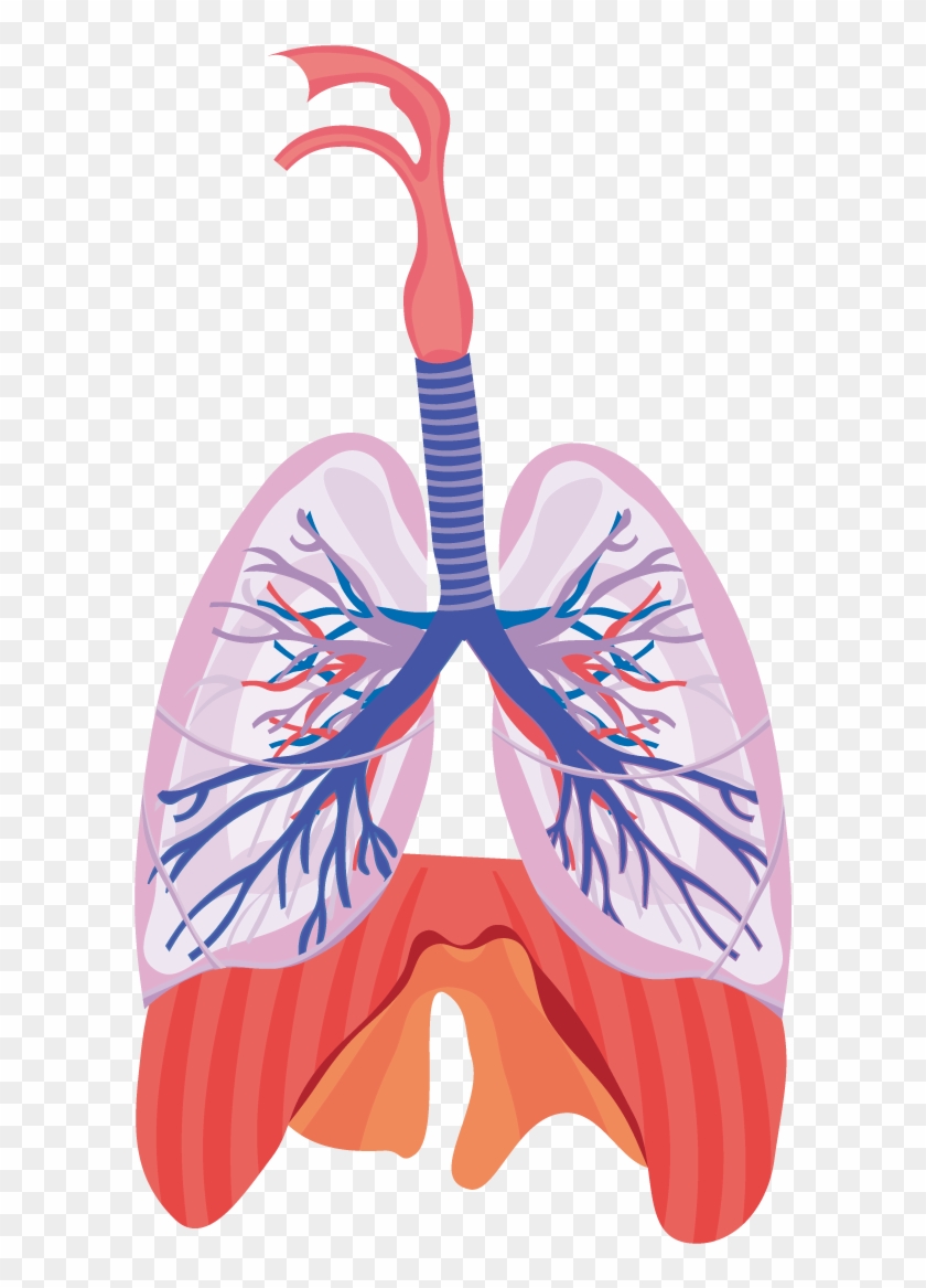 Svg Black And White Library Respiratory System Respiration - Respiratory System Lungs Clipart