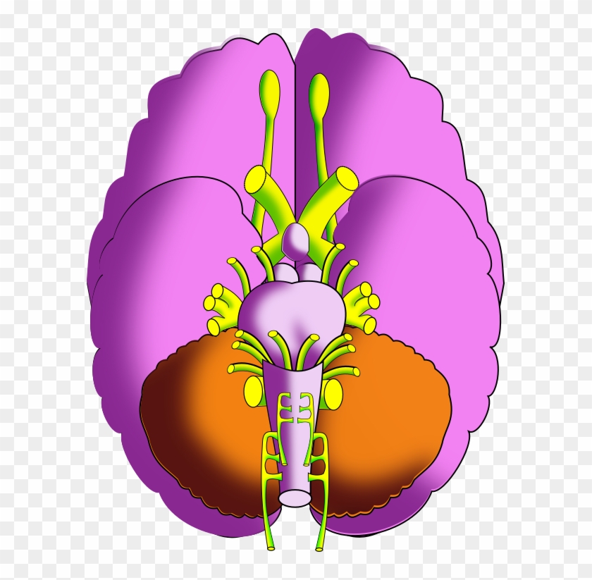 Ch13 Brain Inferior - Illustration Clipart #3586996