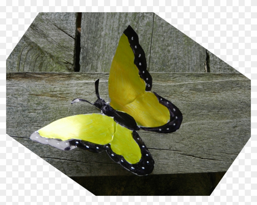 When I Saw Soda Can Butterflies On The Internet, I - Apatura Clipart
