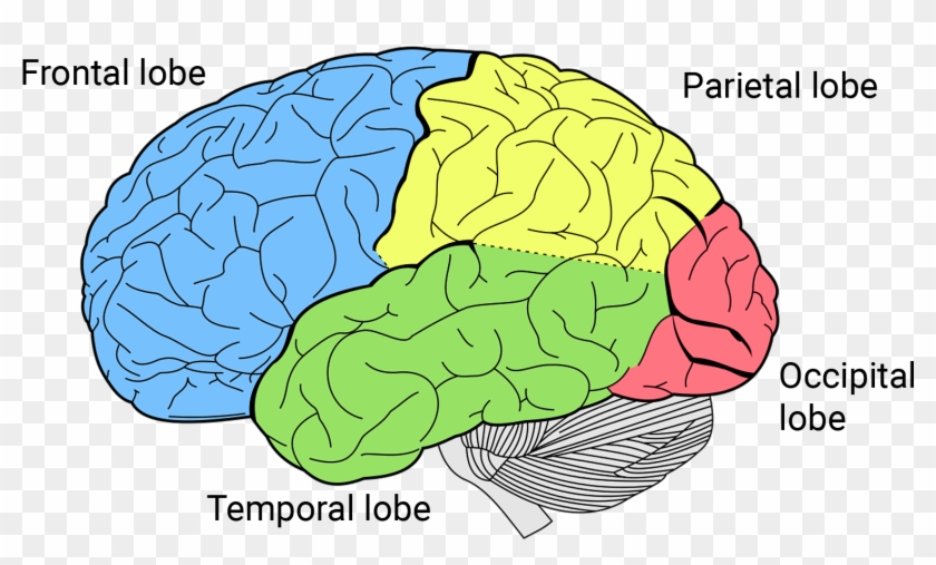 Https - //qbi - Uq - Edu - Au/files/7887/ - Brain Lobes Clipart