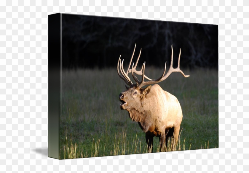 Picture Free Library Bugling By Warren Price - Elk In Tennessee Clipart #3587687