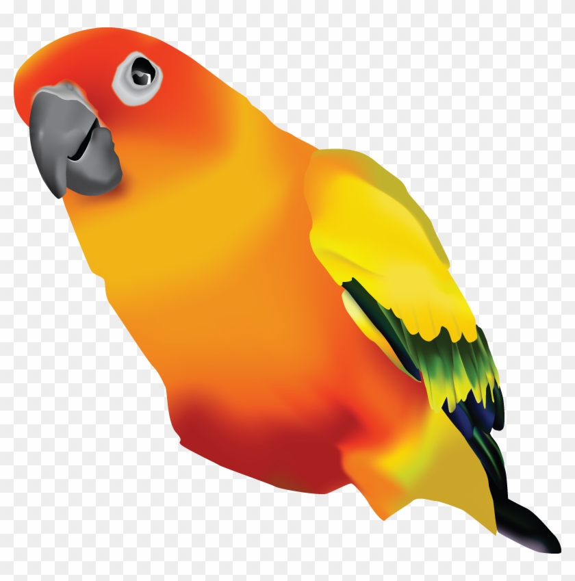 Sun Conure Transparent Background - Sun Parakeet Clipart - Png Download #3589004