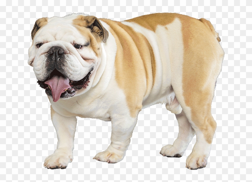 Bulldog Png Transparent Images - English Bulldog Transparent Background Clipart