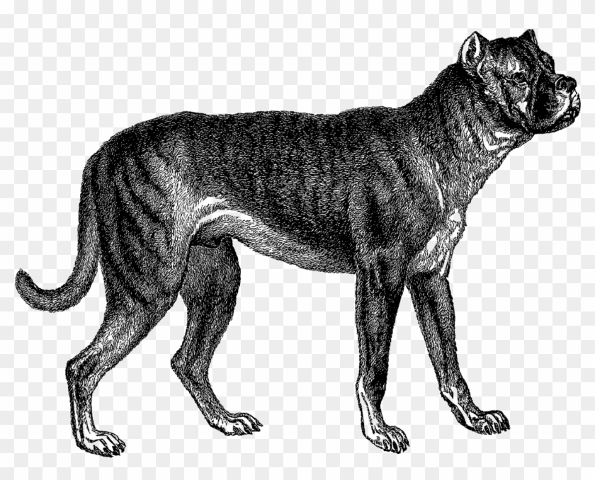 This Is A Wonderful Digital Download Of A Vintage Illustration - Bullenbeisser Dog Clipart