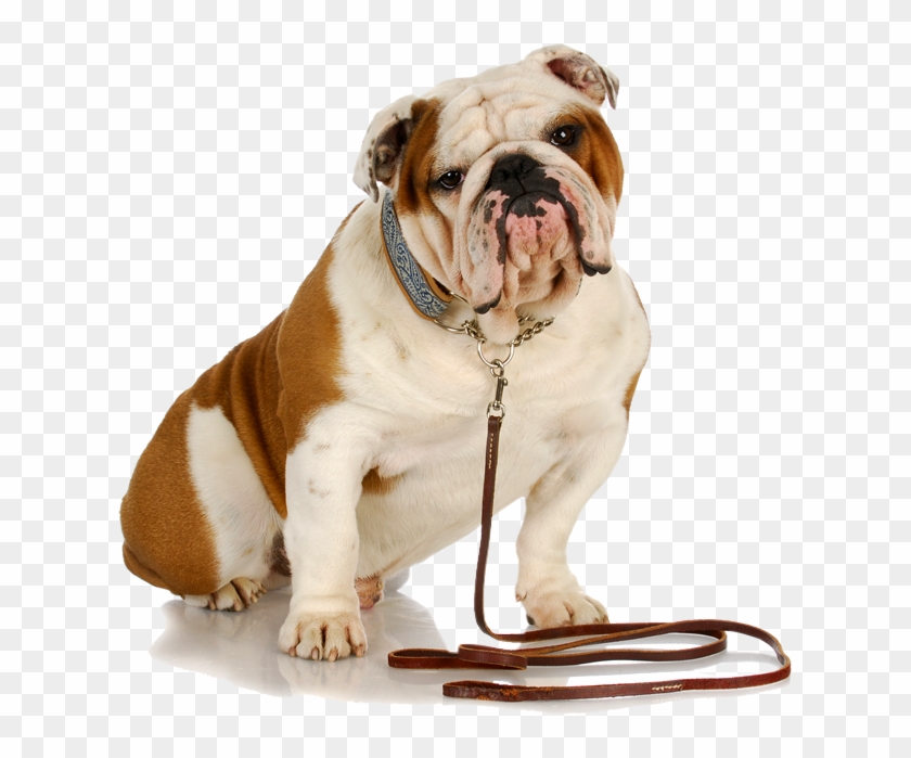 Dog Png Images Hd Clipart #3590160