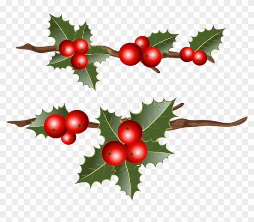 Free Png Holly Branches Png Images Transparent - Holly Branches Clipart #3590441