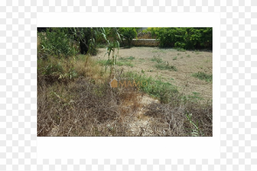 Real Estate Gozo - Grass Clipart