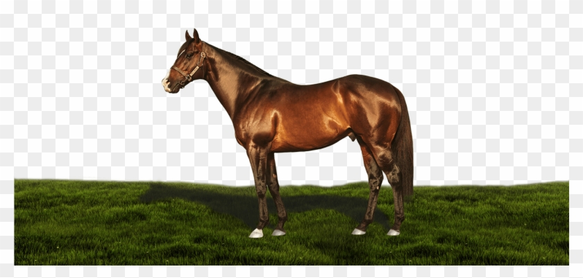 What A Winter - Sorrel Clipart