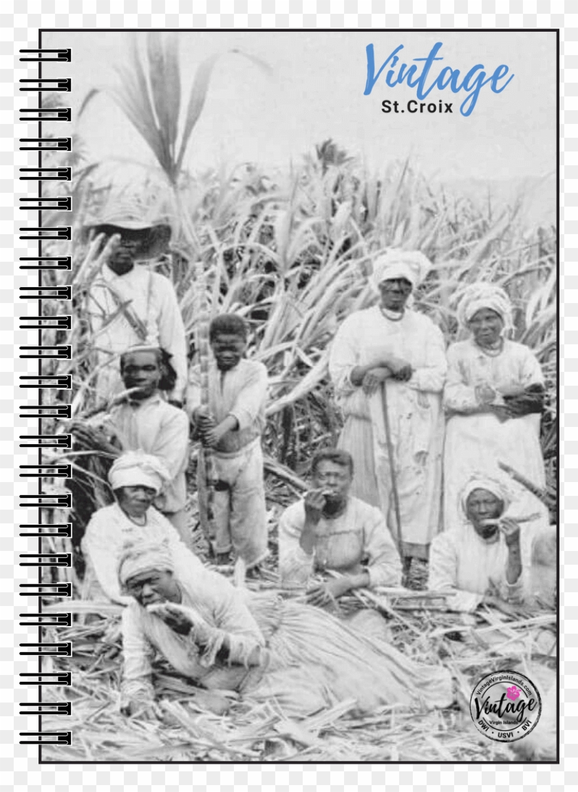Sugarcane Notebook, St - Sugar Cane Cutter Barbados Clipart #3594722