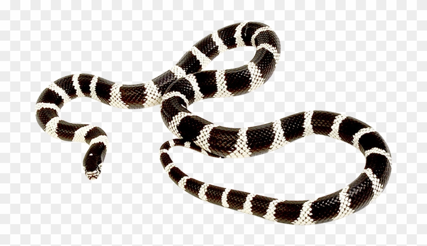 King Snake Png - Snakes Clipart