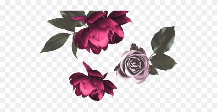Filter Products - Garden Roses Clipart #3594910