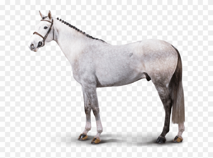 Chicago Chicago - Stallion Clipart #3595676