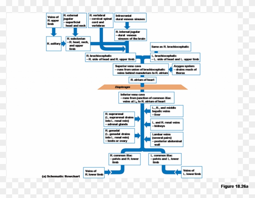 Flow Chart Azygos System Of Veins Cardiology Edition - Flow Chart Of Veins Clipart