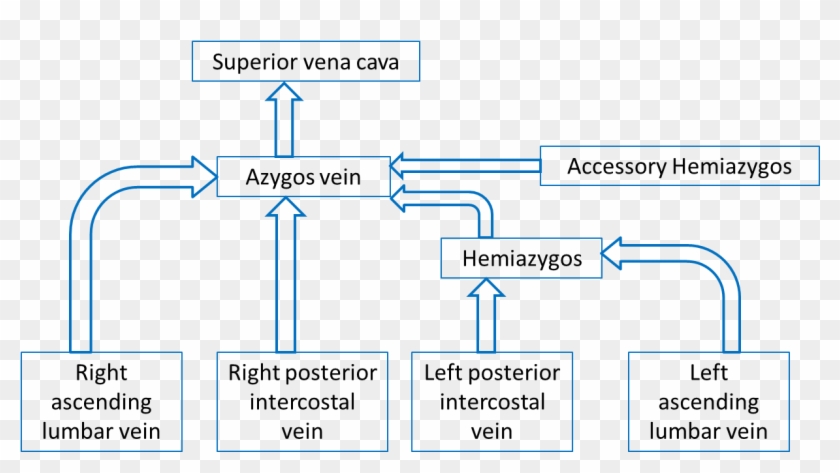 Flow Chart Azygos System Of Veins Flowchart Examples - Right Ascending Lumbar Vein Clipart