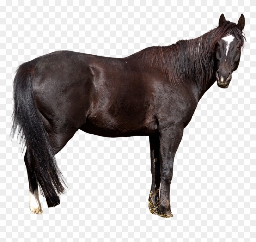 Horse Free Animal Nature Wild Animal Animal World - Horse Clipart